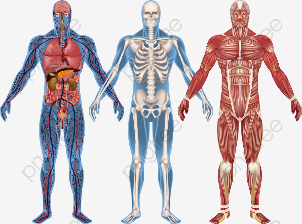Anatomía