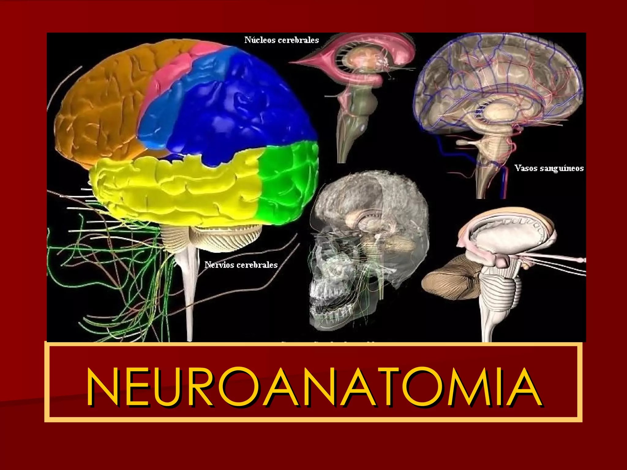 Neuroanatomía