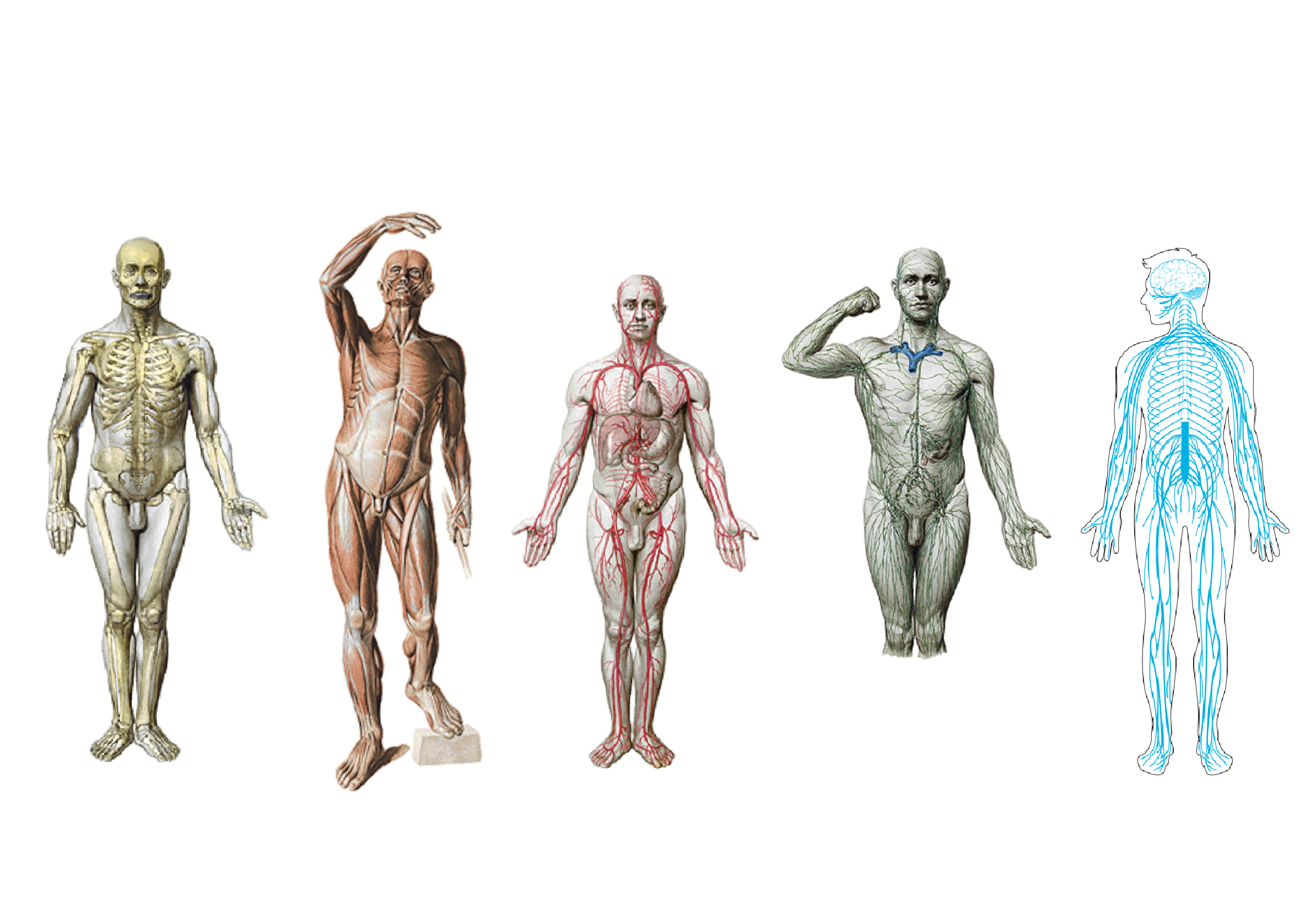 Anatomía
