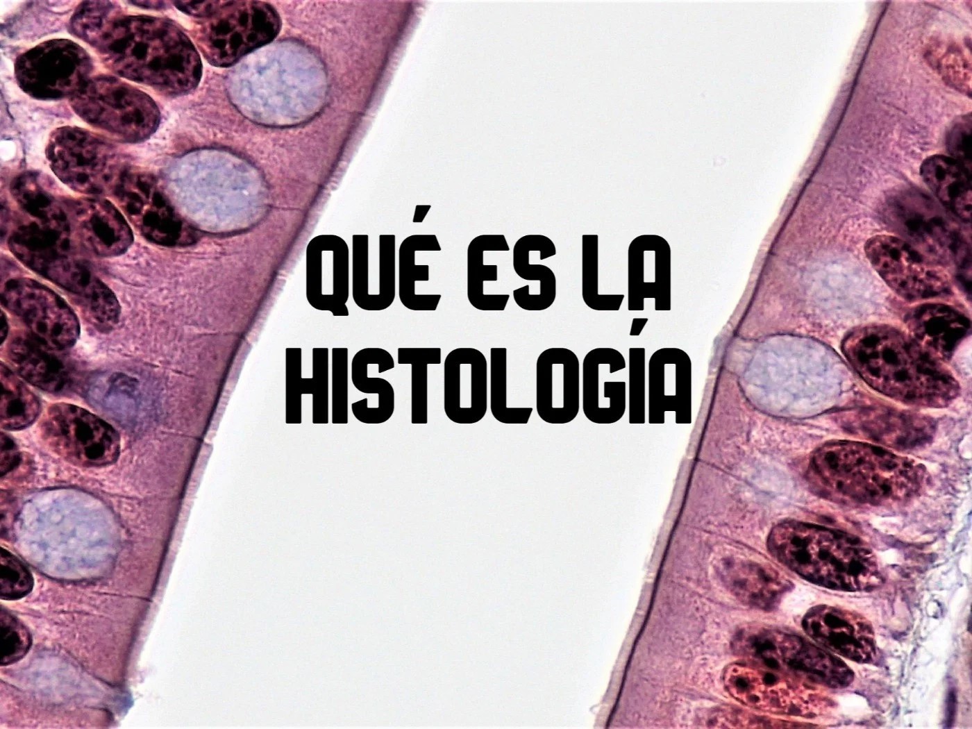 Histología