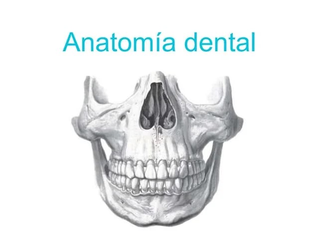 Anatomía