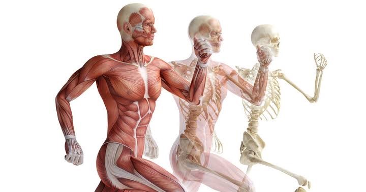 Anatomía