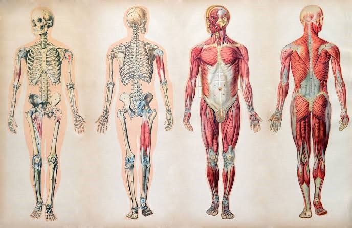 Anatomía