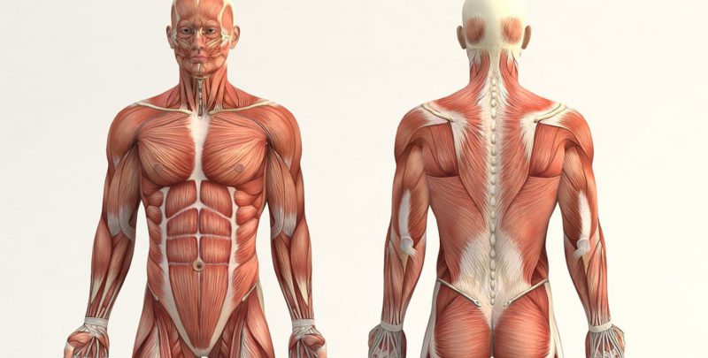 Anatomía