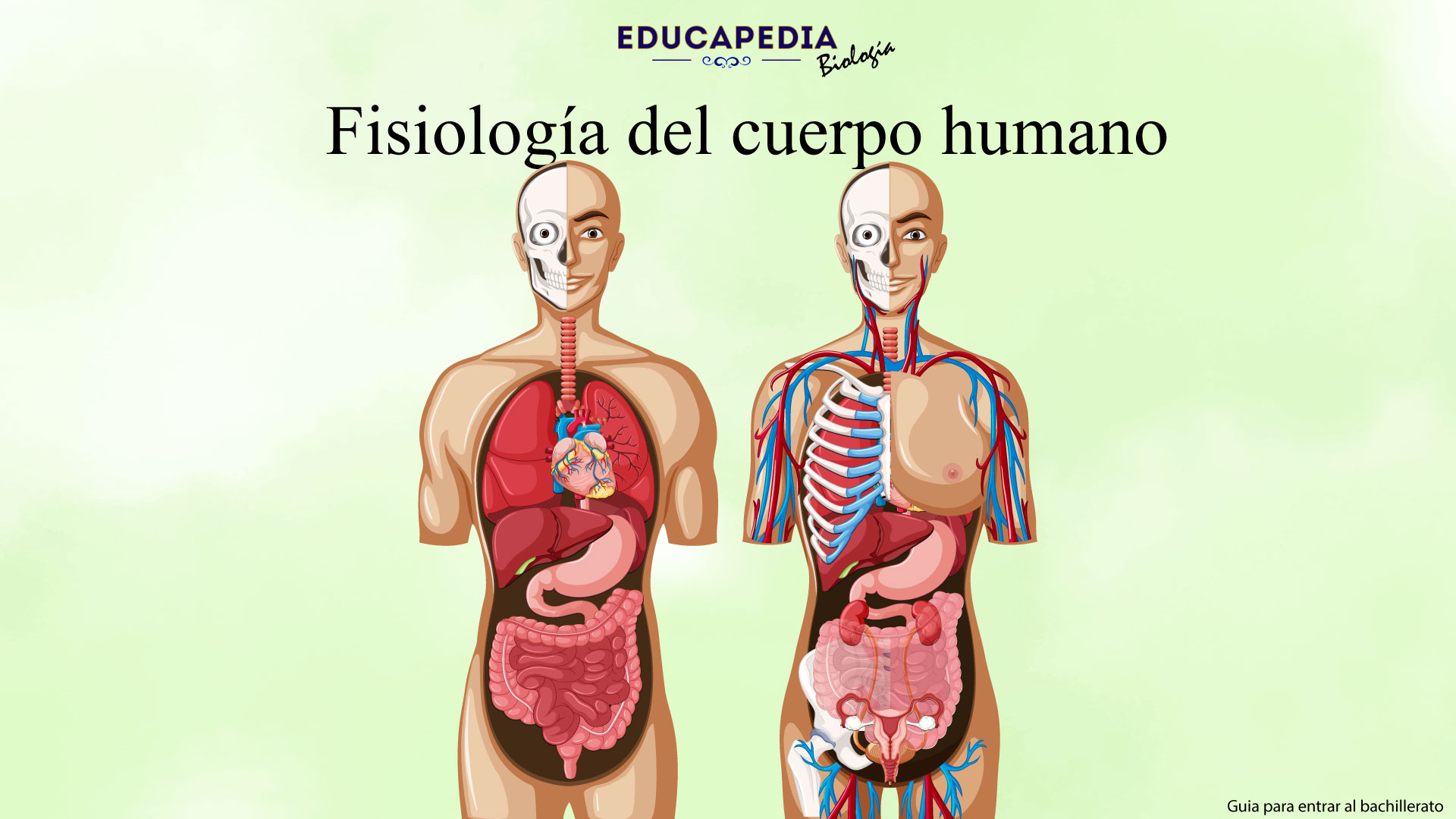 Anatomía