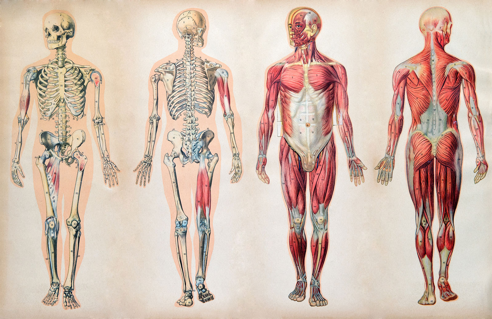 Anatomía